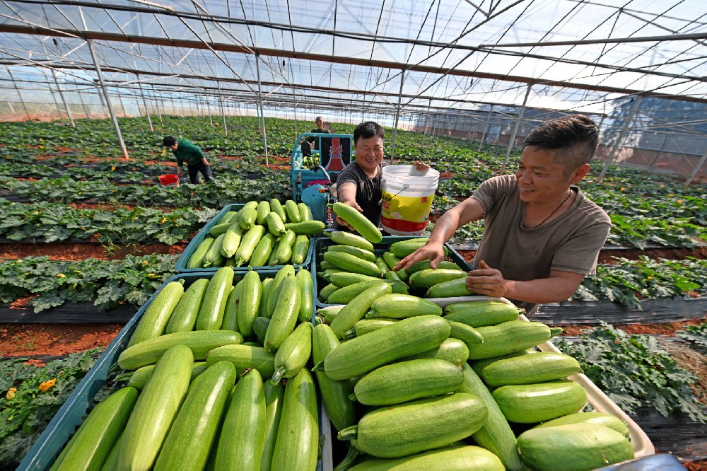 蔬菜大棚迎示范基地