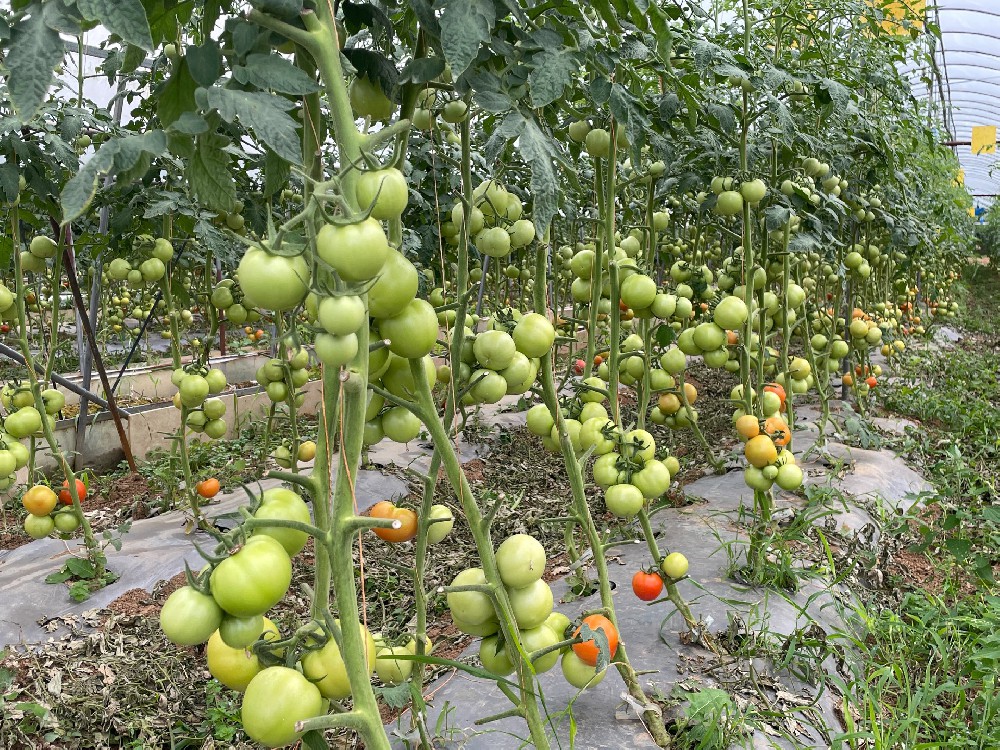 蔬菜西红柿示范基地