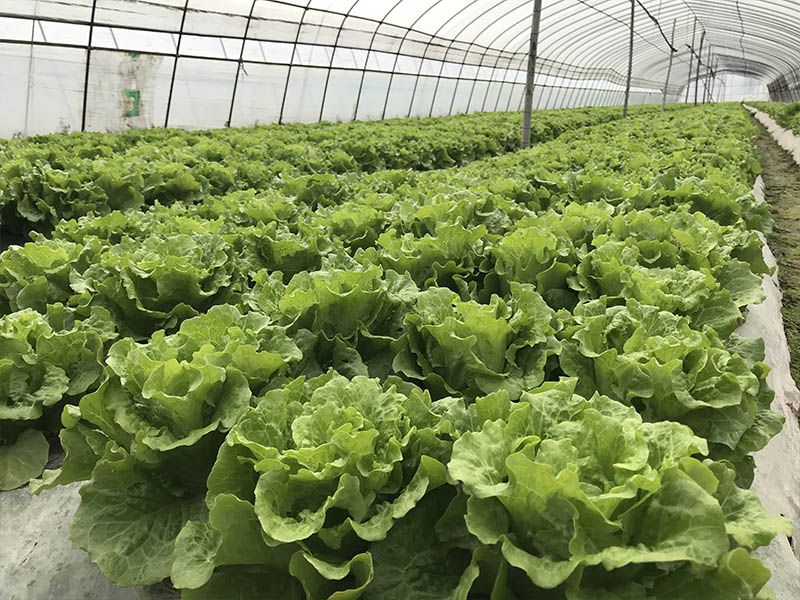 包心菜示范基地